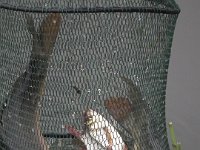 DSCF8593-piknikII-800Q100W9